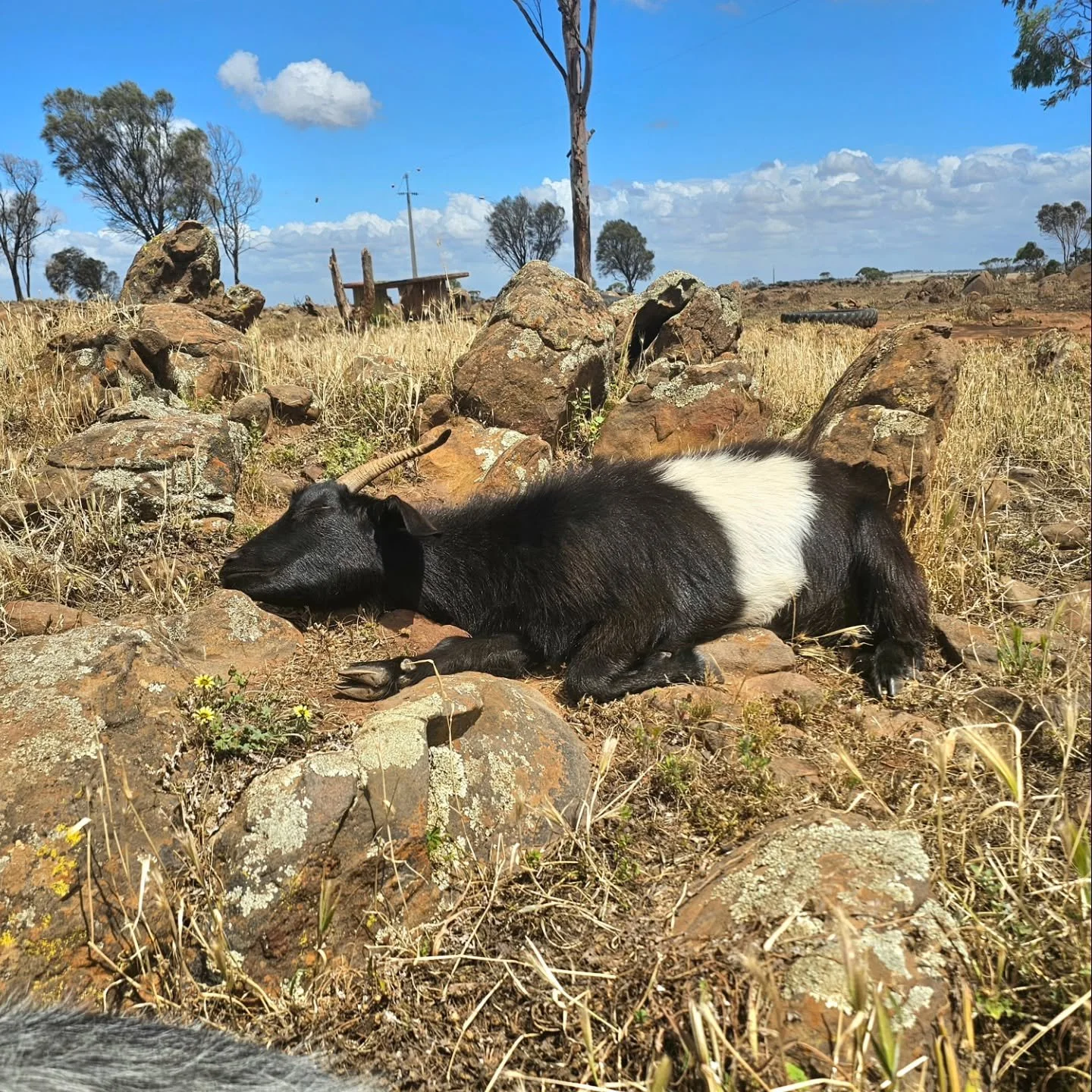 When you get caught sleeping on the job that hard.....sudden awakening has you in a drunk like  stupor......😂

The wonderful Pepper! 🐐

❤️ FUREVER FARM - Where the voiceless come to speak ❤️ 

#pepper #pepperthegoat #rescuegoat #goatlife #snoozing 