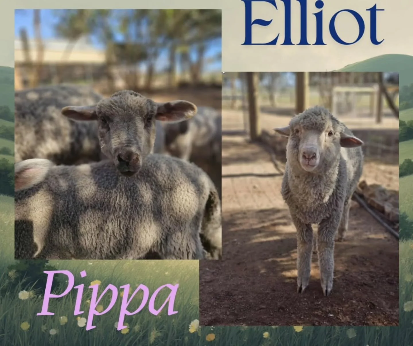 ELLIOT &amp; PIPPA

The two lambs who bonded over trauma.

Elliot, slightly older than Pippa, would discover a little girl needing a friend after losing her bestie, Mr. Woolensworth, to a snake bite. Whilst not necessarily fate, the blessing would be