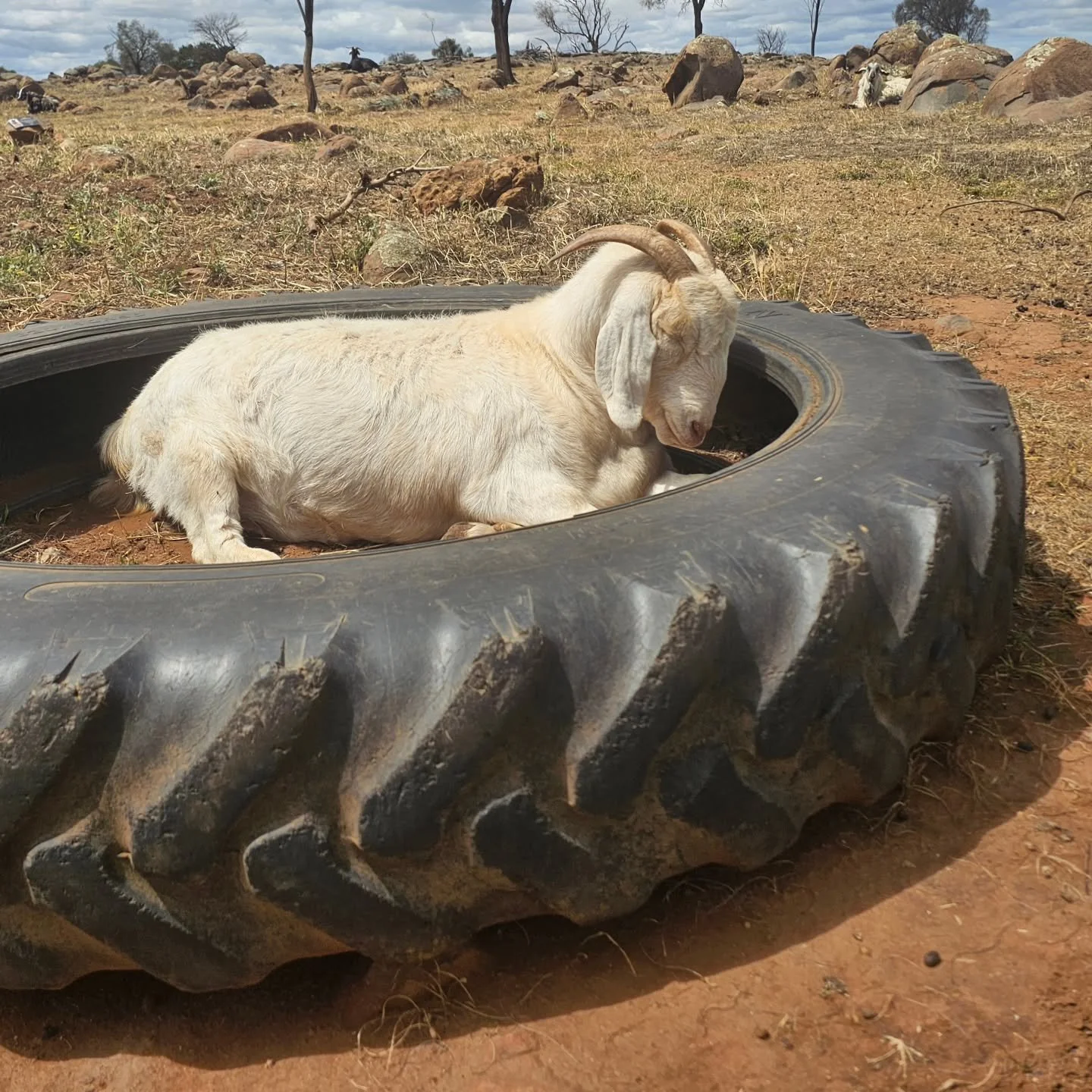 Sneaky.....and beautiful Abbi, or as we like to refer to her; AbFab, stole Tommy's tyre for a quick siesta! Doesn't she look so gorgeous when she sleeps? We think she is the sight of attractiveness asleep or awake.

Many years have passed since we re