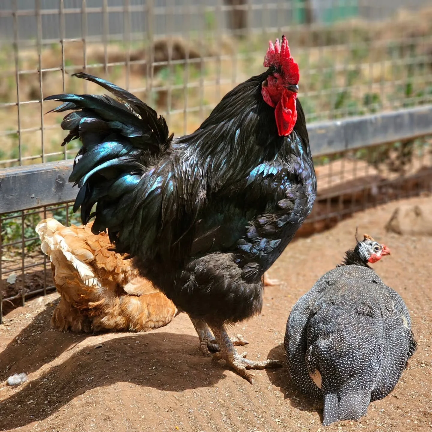 Edmund Blackadder. The beautiful Australorp rooster with one eye and a heart of gold.

Quite like his namesake, Edmund provides fun and frivolity with his attempts to convince that he is a big rooster. That he is, but we're afraid there's no shying a