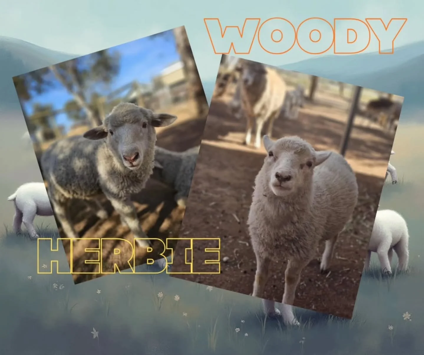 HERBIE &amp; WOODY

Two of the original lambies for 2025! 

Herbie &amp; Woody will always hold a spot of love in the sanctuary. Helping kick start this years intake, both stole hearts with looks to dream of and sweetness to behold. 

Herbie &amp; Wo