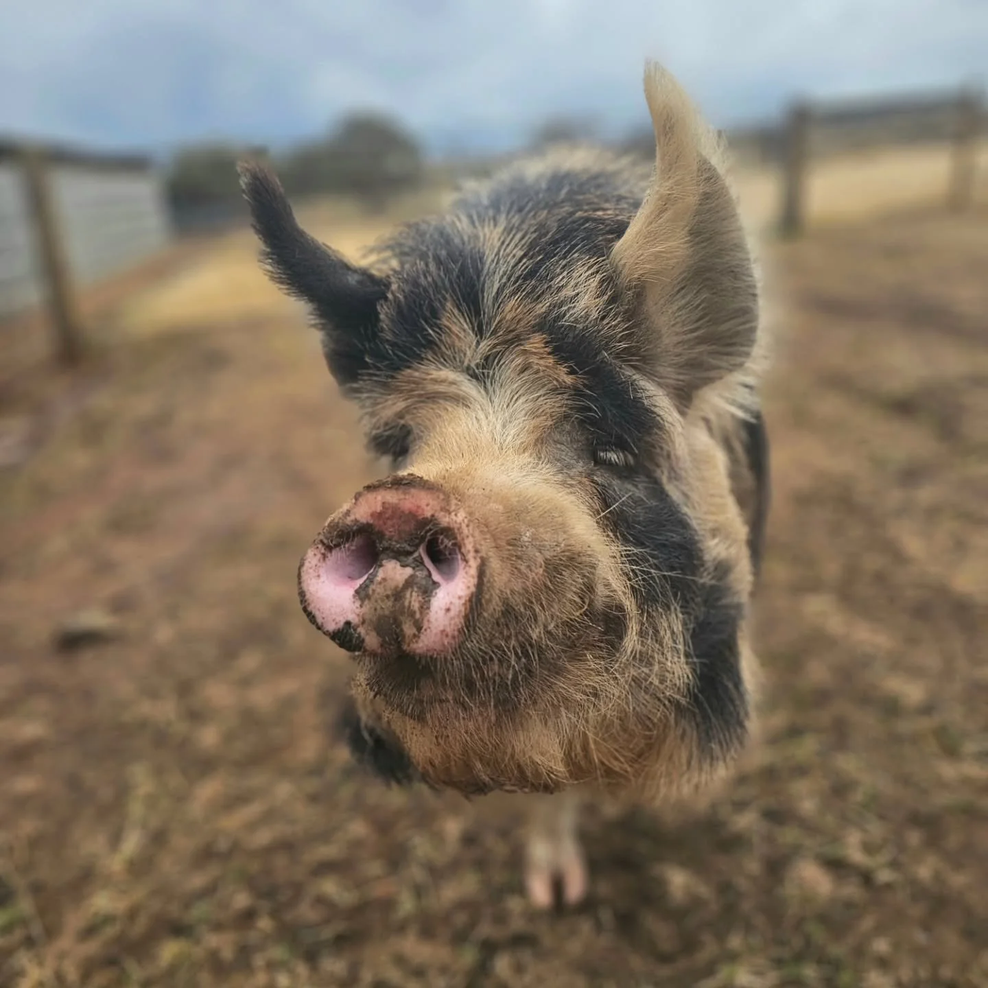 &quot;I took some big important steps today. See me later!&quot; - Sigmund. 🐷

❤️ FUREVER FARM - Where the voiceless come to speak ❤️ 

#Sigmund #siggy #sigthepig #rescuepig #oink #pigoffureverfarm #fureverfarm #sanctuary #kindness #compassion #anim