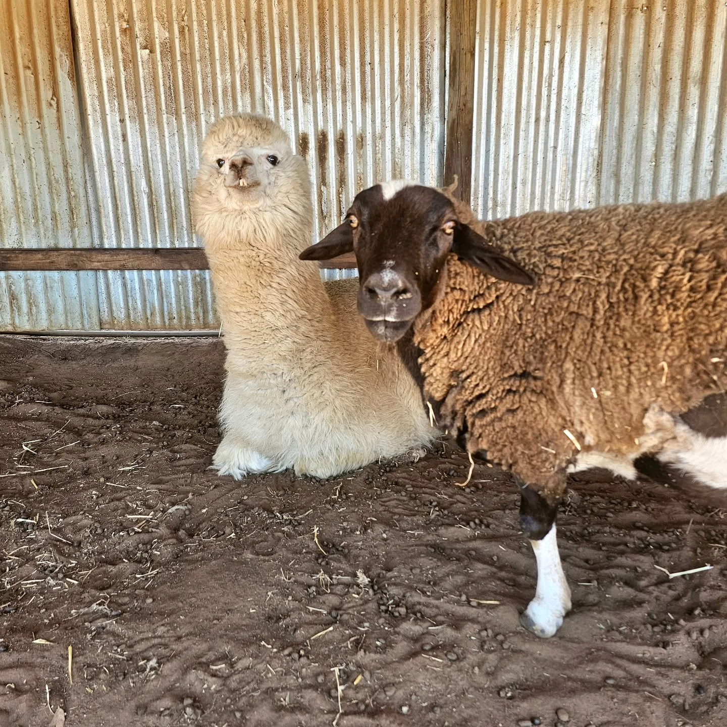 Best of buddies. 

Kit-Kat: &quot;Im hearing there's something special planned for me, Judy!&quot;

Judy: &quot;I've heard, too, Kit-Kat. I get the feeling they look after us here.&quot;

Kit-Kat: &quot;Me too, my friend. Me too.&quot; 💚

❤️ FUREVER