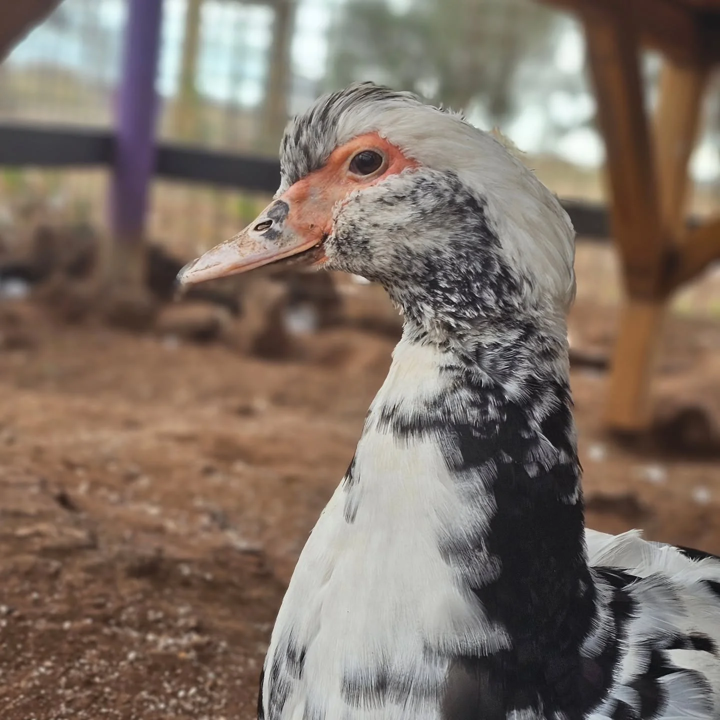 Oh how sweet and wonderful.

The beauty that is Daysee may be an older duck, but she is in keeping with her younger counterparts. 

Age seems to have no boundaries to some. Daysee is one of those individuals. Sure, her days of energetic playfulness a