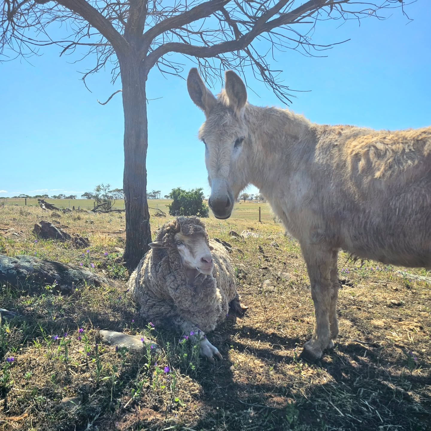 Just two buddies taking time under the shade of the friendship tree.

BB and Donkey. Truly life's example of unconditional acceptance. 

BB has always been our very own horse/sheep! Since his marvellous arrival this grand boy has loved and preferred 
