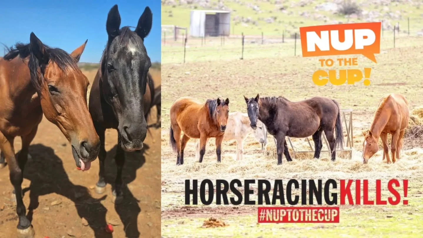 Since 1861 Melbournians, in fact Australians, have celebrated this day with gusto. It is a day that shines in the upmost of horse care and love. A day where all owners and trainers come together to excel and make public their prime equine master craf