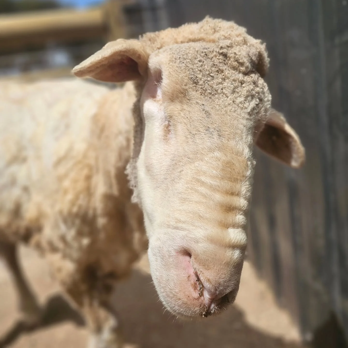 Just two of the superstars modelling their new haircut after round one of shearing over the weekend.

The current climate certainly throws some curve balls! Now into November, here in Rockleigh we would usually be creeping up the thermometer with war
