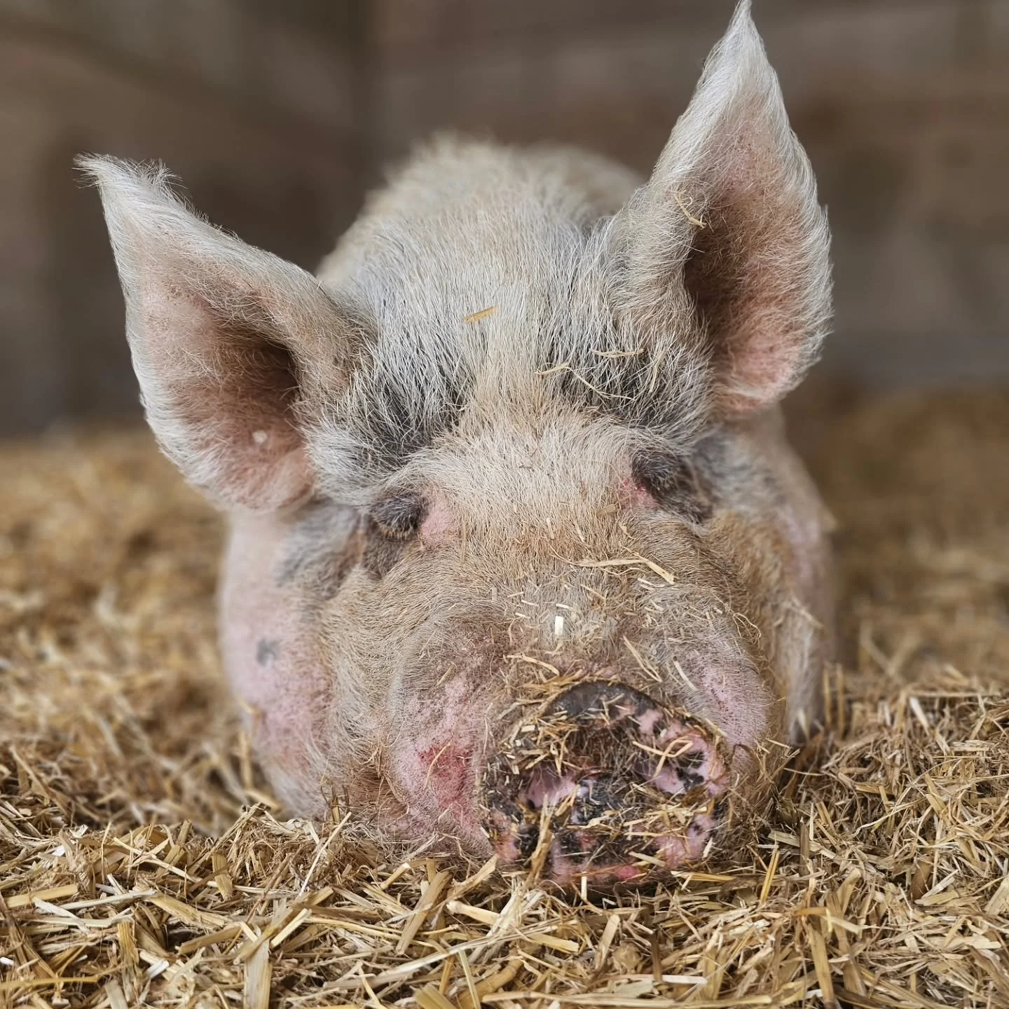 Peggy Sue - needed a place to retire, a place to wind down.

At 10 years old, Peggy Sue is certainly in the mature category. Thus, sanctuary is what she finds, eventually amongst her own kind. Yes, a piggy family awaits this lady.

Thought to be goin