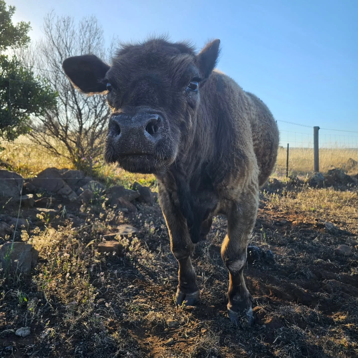 She is the littlest of the cows to ever call Furever Farm home.....and the oldest. 

Age may have bestowed upon Milka a touch of the grumpies......but it's all show as she adores attention really. A teeny weeny Murray Grey, Milka has had a good life.