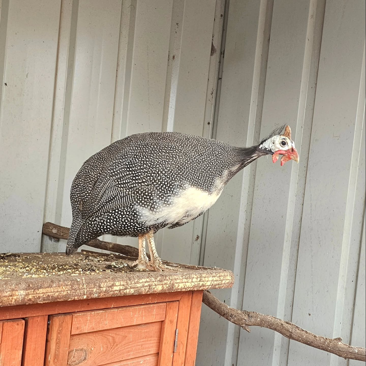 Oh, Kramer.

Intermingling with the feathered flock of Furever Farm is good. It is nice to be welcomed, doted as the Guineafowl of the domain. Oh, so many hens. All together different in their character. The rooster buddies. They identify with the es
