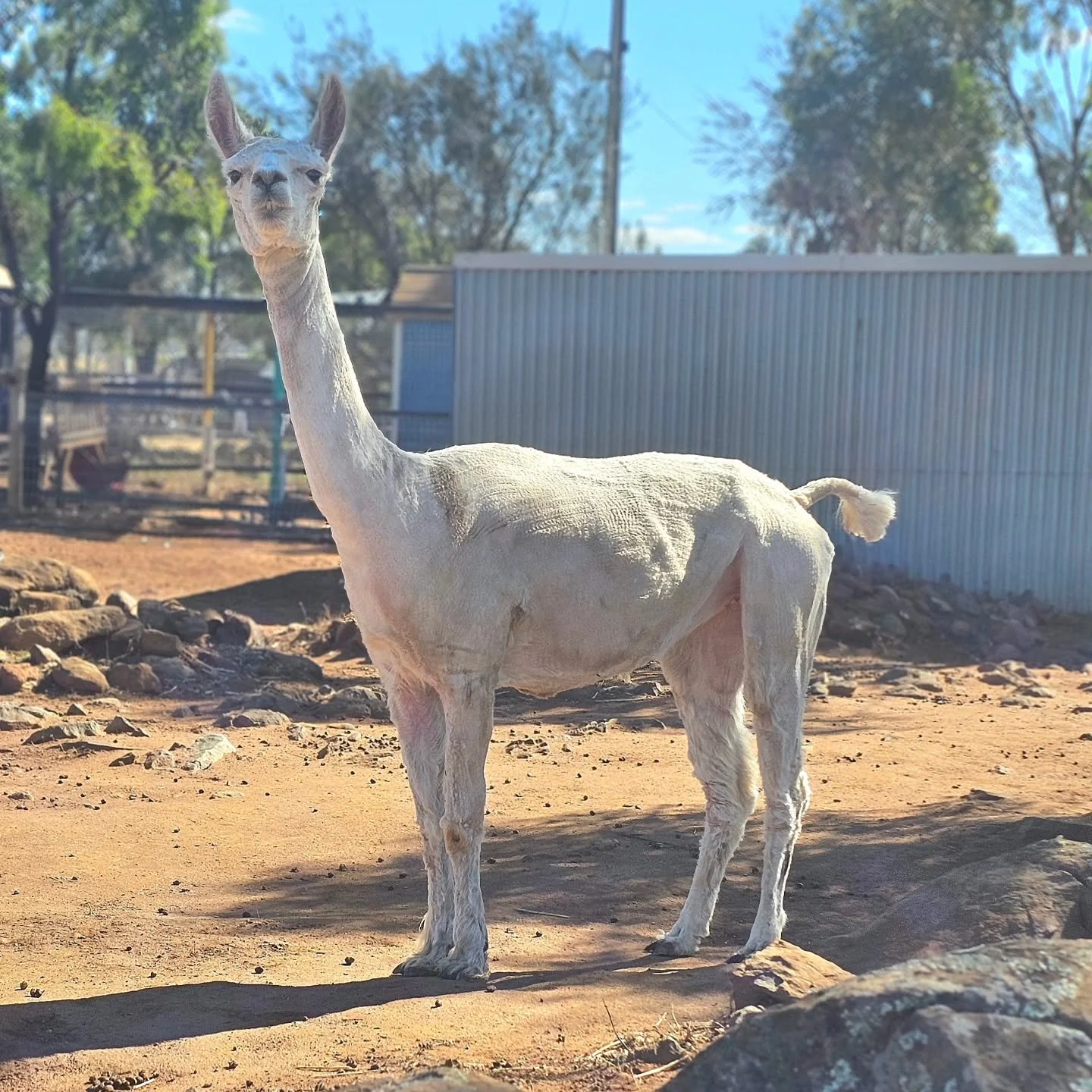 Half the sheep weren't the only animals to be shorn last Sunday. 

Judy, looking very alpaca-ish! 🦙😁

❤️ FUREVER FARM - Where the voiceless come to speak ❤️ 

#Judy #judythealpaca #rescuealpaca #alpacas #shorn #noodleneck #fureverfarm #sanctuary #k