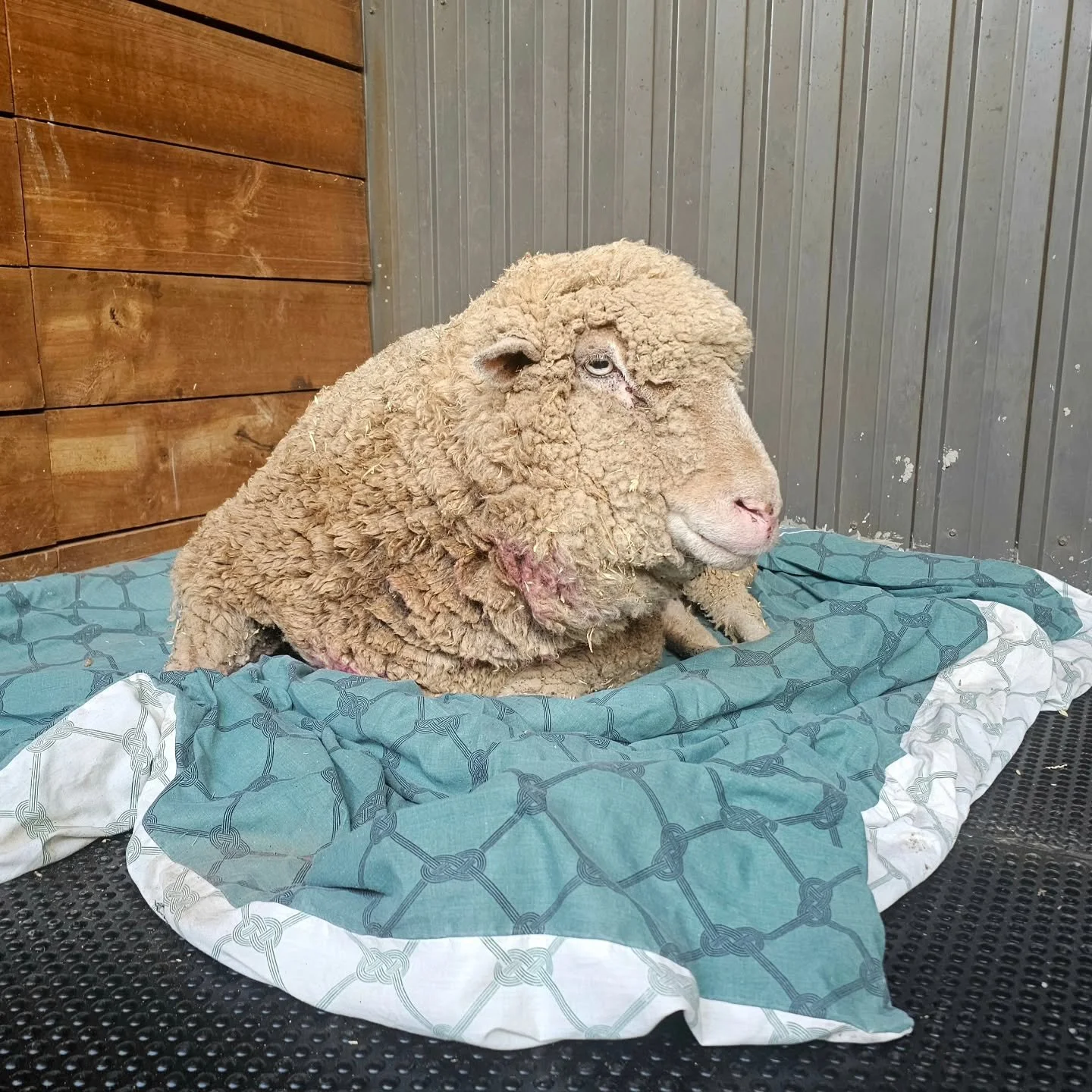 We have said it before many times. Everyday checks and monitoring are essential to animal welfare and safety.

Moving the remaining sheep into areas ready for tomorrow's final shear, out in the middle of his paddock would be one of our old boys, Buck