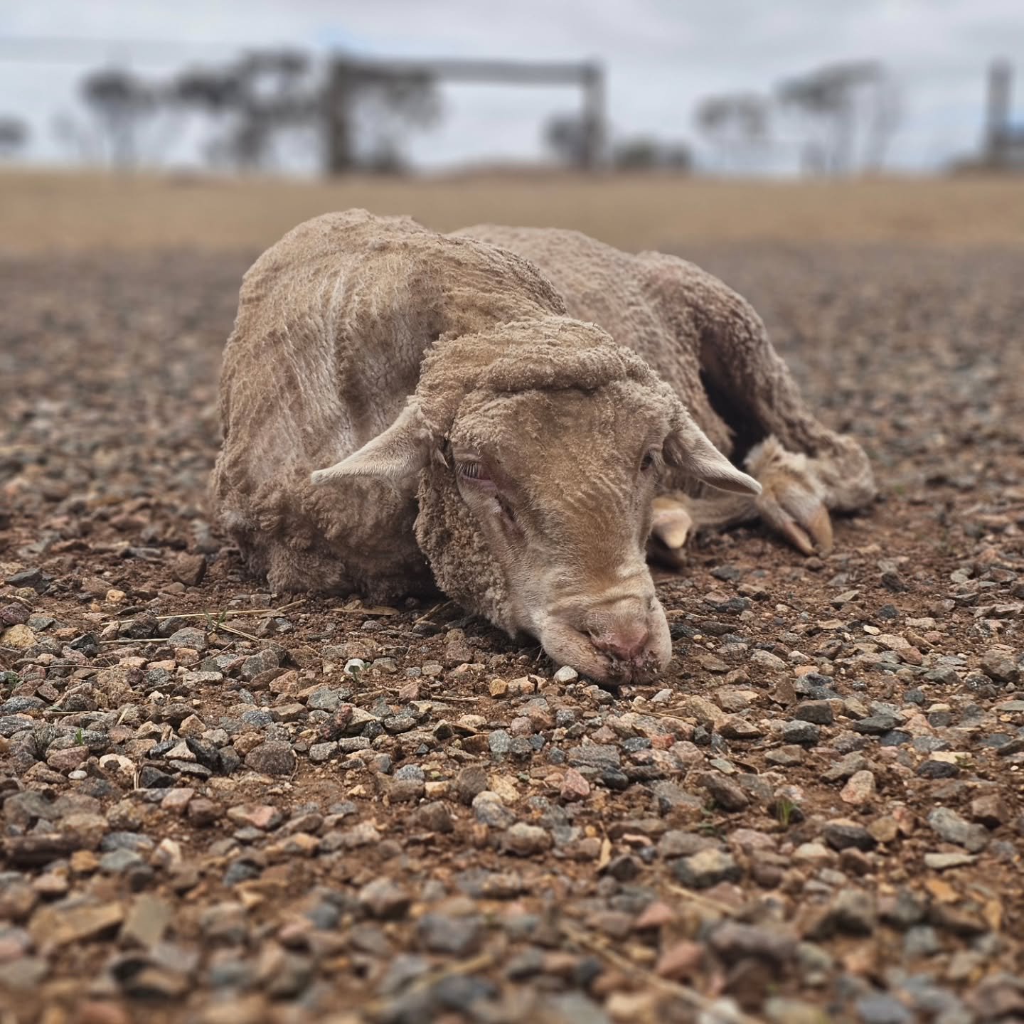 May. Maysie. May May. 

Sure, she goes by many names (and knows them all), but there's only one mannerism with this gorgeous girl. SWEET!

May has a neck deformity that sees her slightly bent and appearing to look downward. But, nothing could be furt