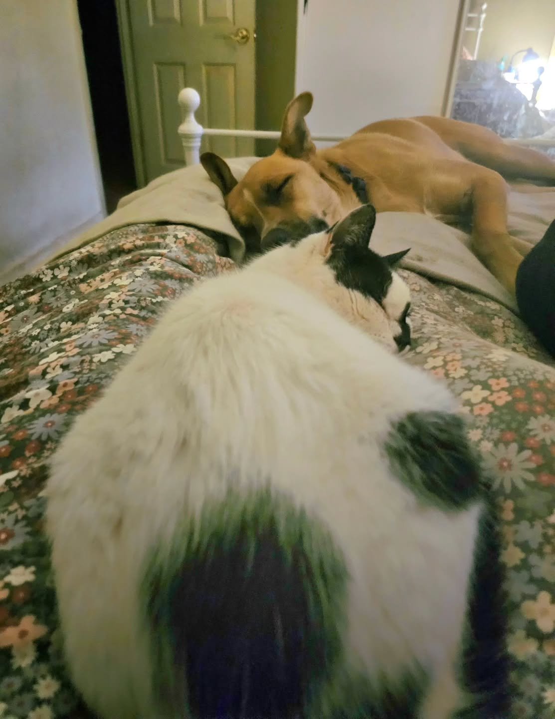 Serenity now!

Occassionally the inside animals live in harmony and snuggle into night-time. As Cozmo and Webster here prove, dogs and cats can love each other. They are a dog and cat....for anyone wanting to needlessly debate....(private joke 😉)

C