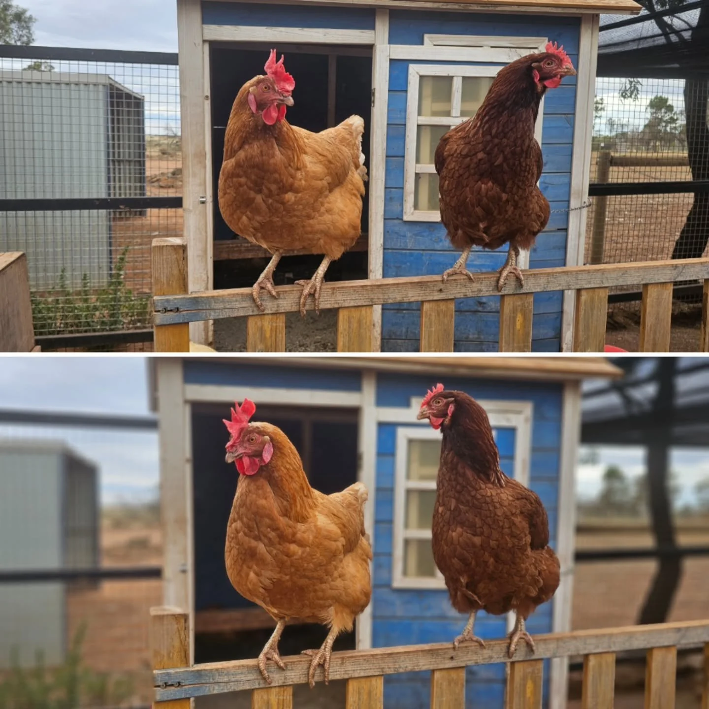 Birds of a feather..... swing heads together! 

Hennifer Lopez and Alexanderia the Great were in sync. It's the chicken friend way. 

One with each other and chilling on the verandah! 

❤️ FUREVER FARM - Where the voiceless come to speak ❤️