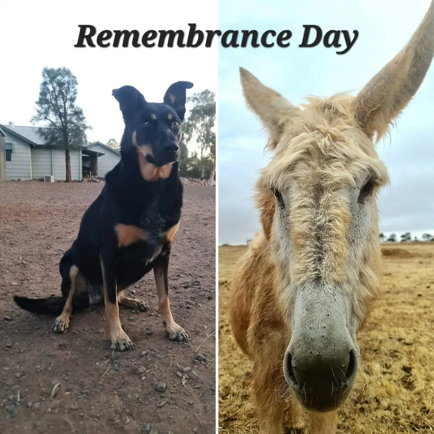 Today, we all remember 

Let us pay respects to all of the service men, women AND animals who have perished in the line of duty. We also honour the families, as they too are victims of the passing of loved ones in conflicts past. 

Throughout time, w