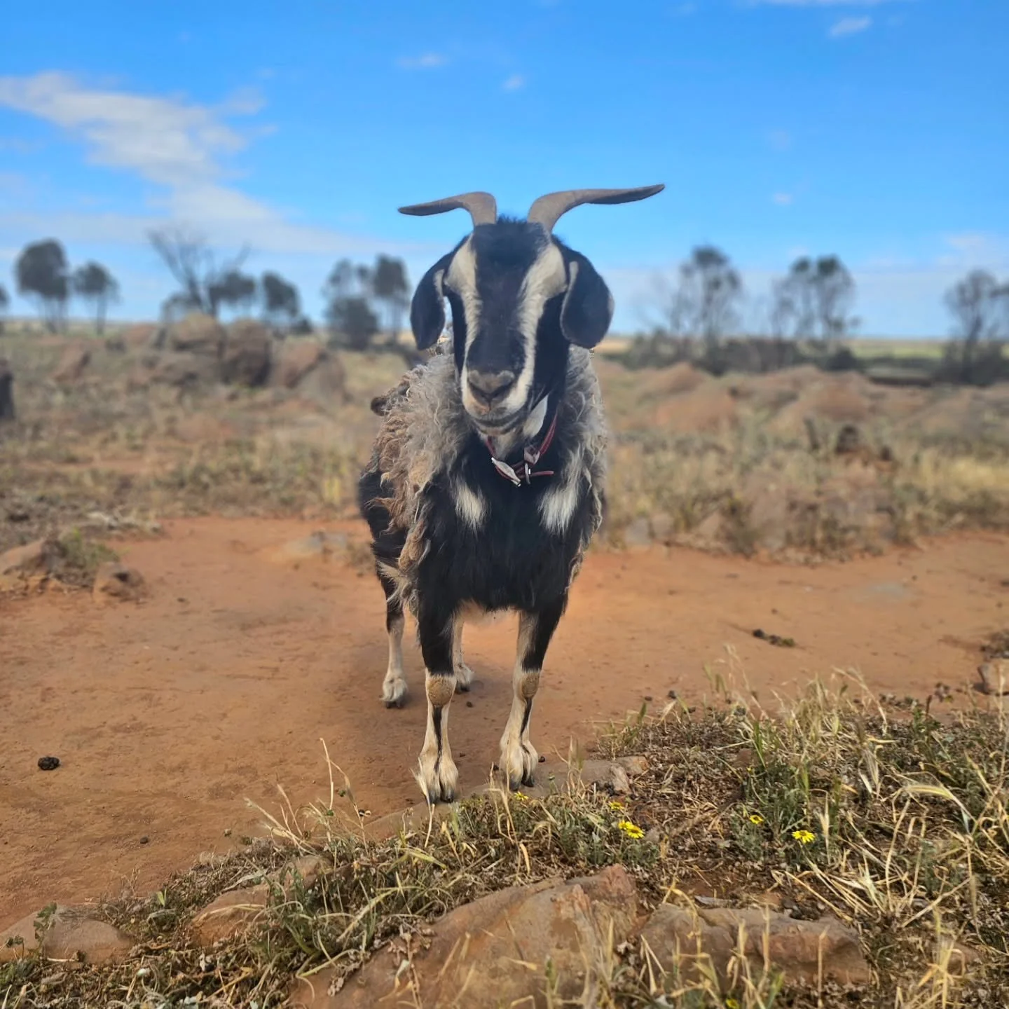 Those who have seen the worst of humanity are often, themselves, the gentlest of souls.

Next month, on December 7 to be precise, dear Bella celebrates both her 1 year anniversary of finding sanctuary, and she will turn 10 years old.

Bella's story i