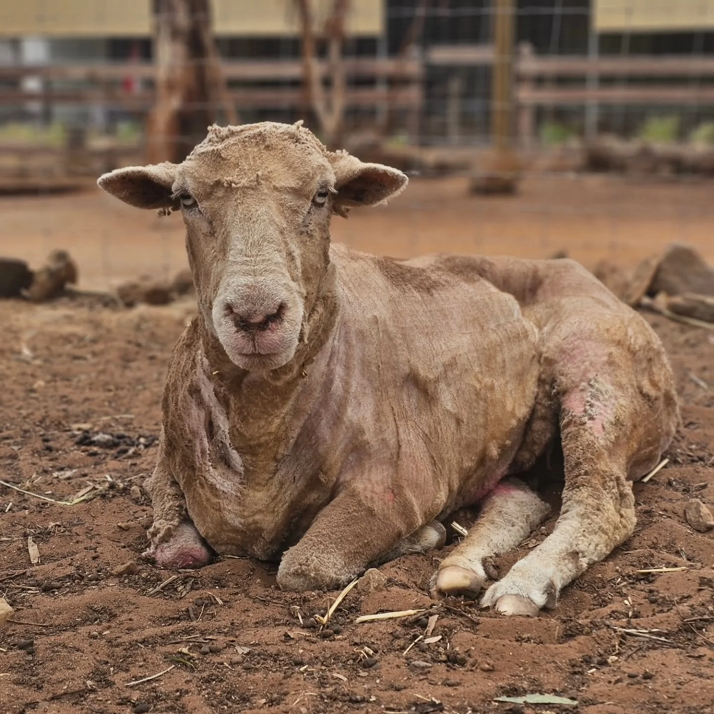 Tender loving care.

Bucky deliberately sits awaiting his afternoon feed. Cool, calm and extremely comfortable. 

With love and devoted care Buck is recovering beautifully. For an old boy, he has some ticker! Surrounded by his general area friends, B