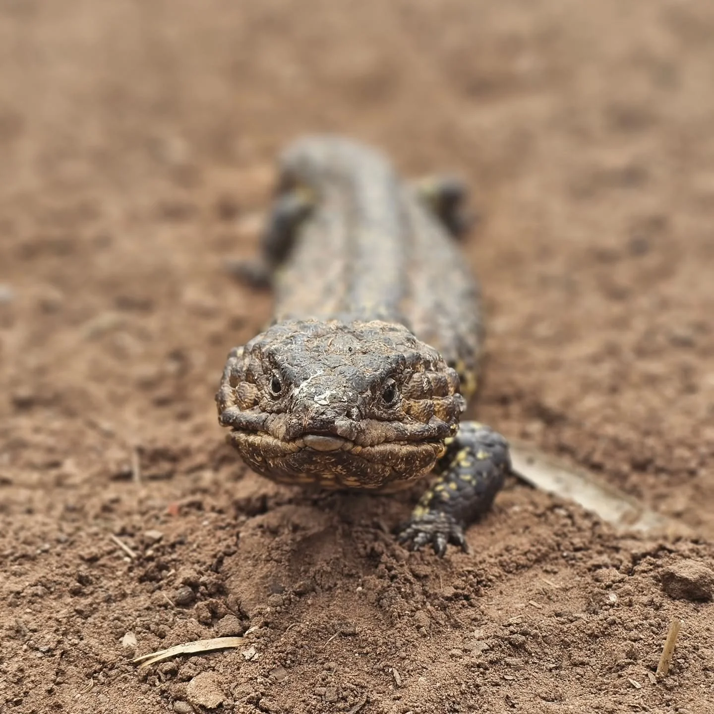 It's so nice to have the other family back. 🦎💚

We welcome our family of Blue-Tongues and Shiglebacks. It's that time of year where we need to look out on the roads, as well. 

Shinglebacks are actually a rare example of reptile, forming monogamous