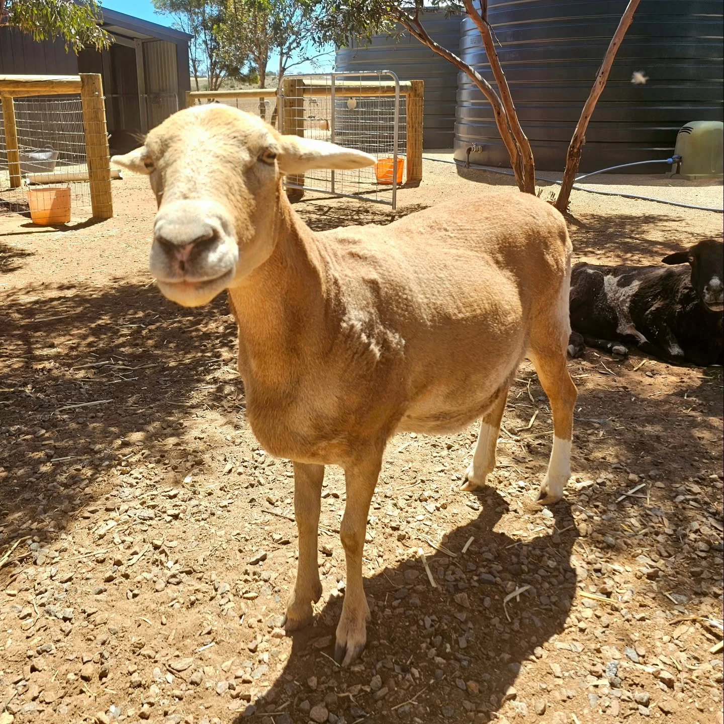 From a shabby mite ridden Damara only 3 weeks ago, to the healthy and gorgeous girl we have today.

Again, tender loving care.

Such infestations drive a sheep nuts, or any animal for that matter! Itchy and uncomfortable they raise the body temperatu