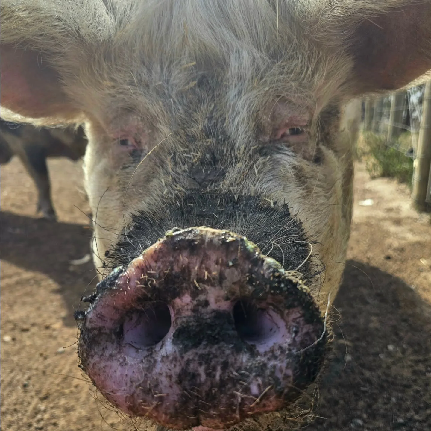 Two happy piggy snoots

Rosie &amp; Peggy Sue. Not friends yet.....but we live in hope. 💕

❤️ FUREVERFARM - Where the voiceless come to speak ❤️ 

#Rosie #peggysue #rescuepigs #oink #snoots #pigsoffureverfarm #fureverfarm #sanctuary #kindness #compa