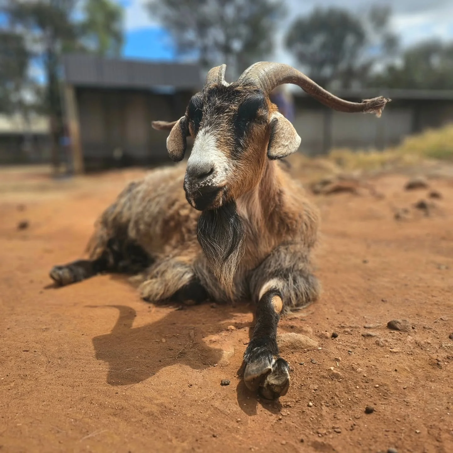 He's 7 years old and still as suave as day one!

Otis has always oozed smooth gracious sophistication. Possessing charm, this boy has his down to earth side....especially when keeping heirarchy Tommy in line should the job go to his head!

Coming fro