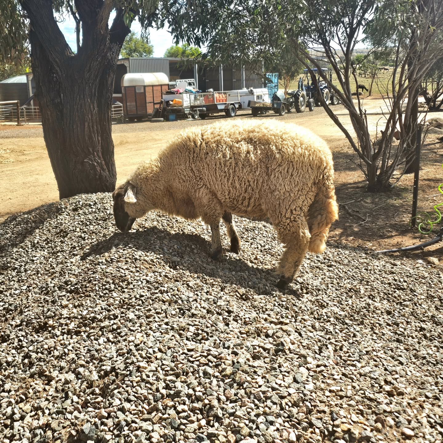 Billy. See hill will climb!

Just over 1 years ago a little lamb with a special zest for life would be discovered wandering alone, far from paddocks and without his mumma sheep.

At barely a week old Billy would find sanctuary, and from that moment o