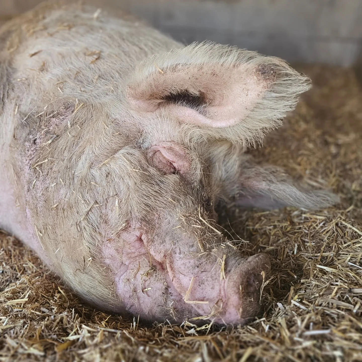 Don't critique her too much. We know it's the middle of the day. But, being a boss lady and mumma pig is hard work for an aging lady!

The original gangsta, as they say. Approximately 9 1/2 years ago Rosie entered our realm with all the cuteness she 