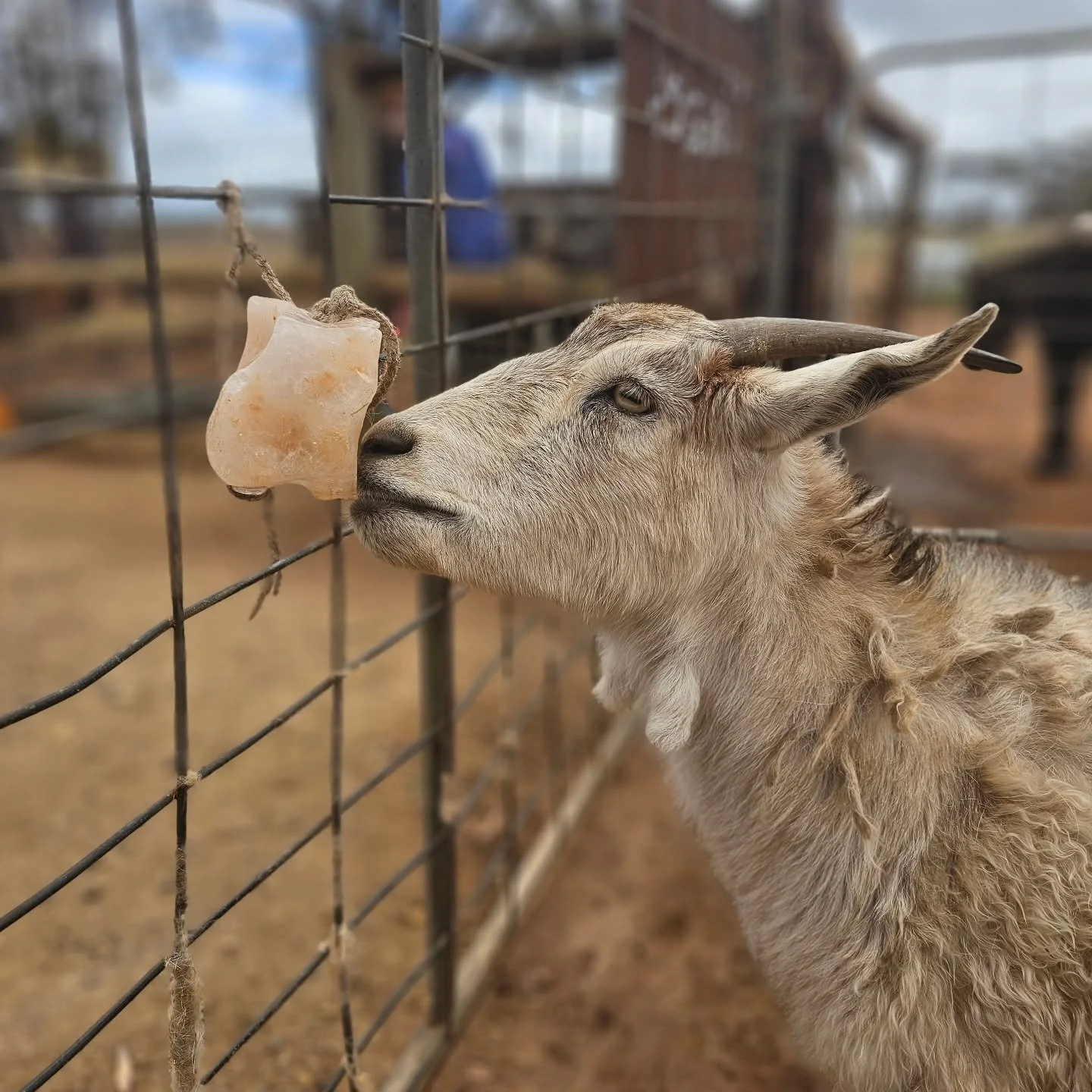 Always up for mischief.....but all grown up.

Gertie is seminal in goats-manship! The perfect example of Capra aegagrus hircus! The layers of a goat are many-fold. But, always does their character spell fun.

Whilst Gertie is well into adulthood, thi