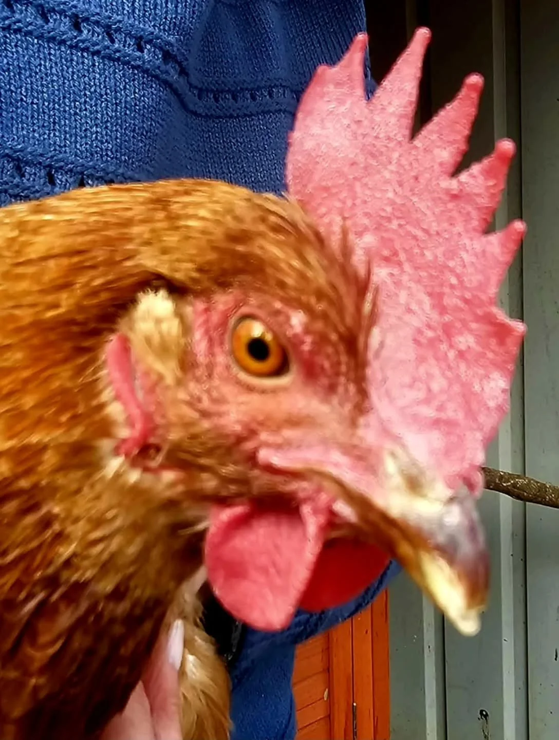 &quot;How much do you want to spend?&quot;

Whatever it takes. For their life is priceless.

It's not just about saving them, but giving them every opportunity to survive.

Many look at the flurry of feathers and proclaim &quot;it's just a bird&quot;