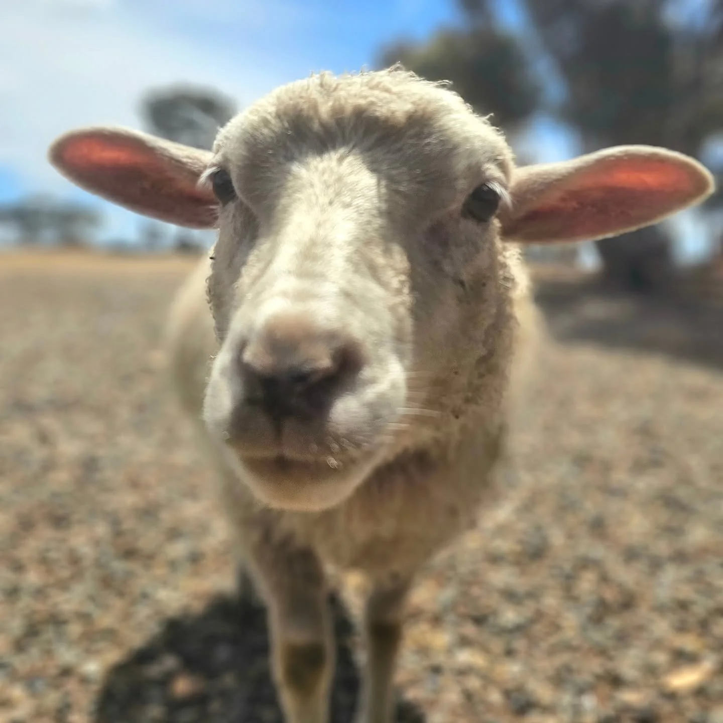 From the woods to the trees of sanctuary. 💚

How delightfully exquisite Woody is! At 6 months of age, you certainly wouldn't guess. This pint sized cutie resonates the joy that all lambs bring. In fact, from the moment we first met (and fell in love