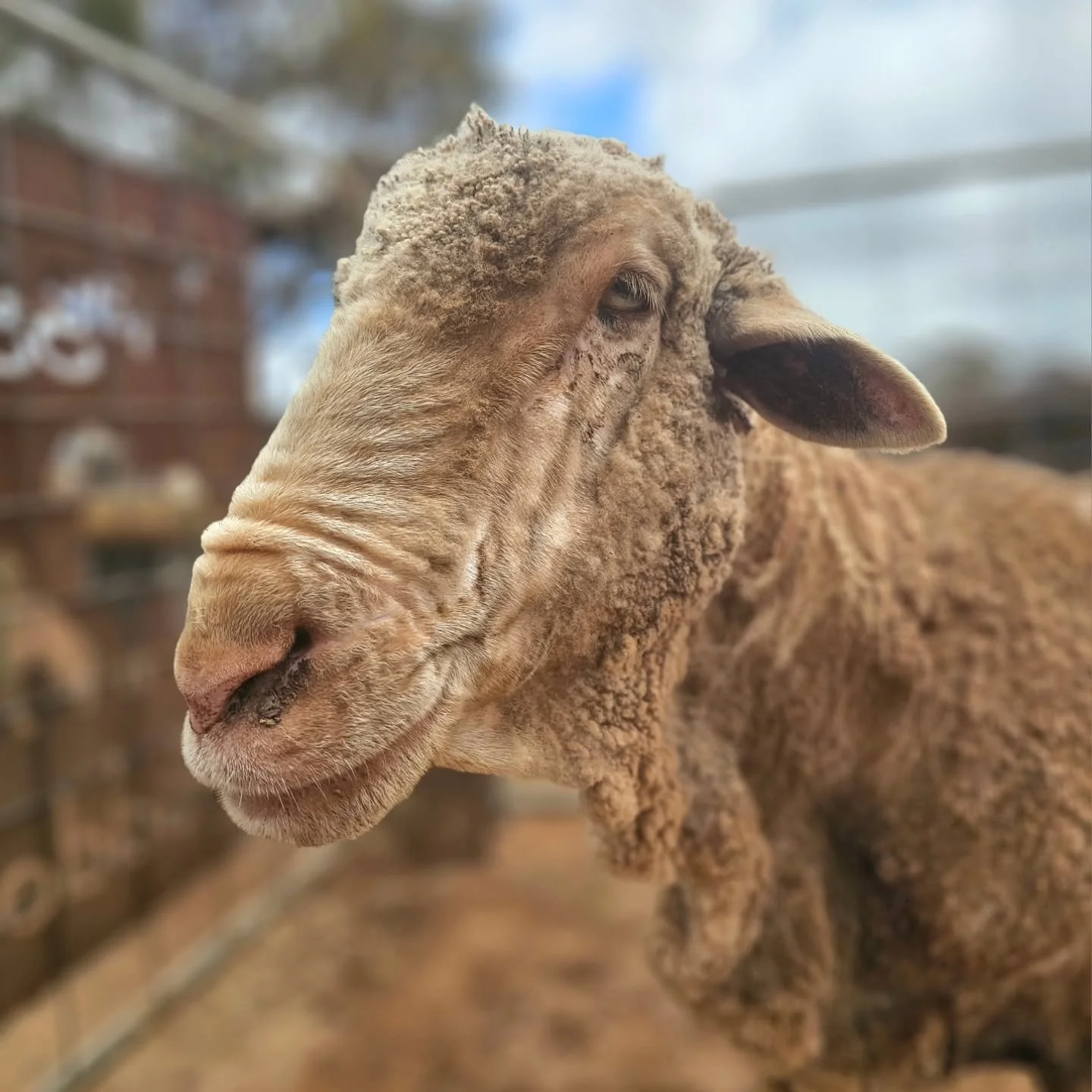 The eyes have it.

Quite literally, you can tell ones mood, emotion or mannerism from the eyes in front of you.

Tot-Tot. The big Merino sheep with the heart of gold. His wrinkles on display for all to see, and his eyes always staring back with love 