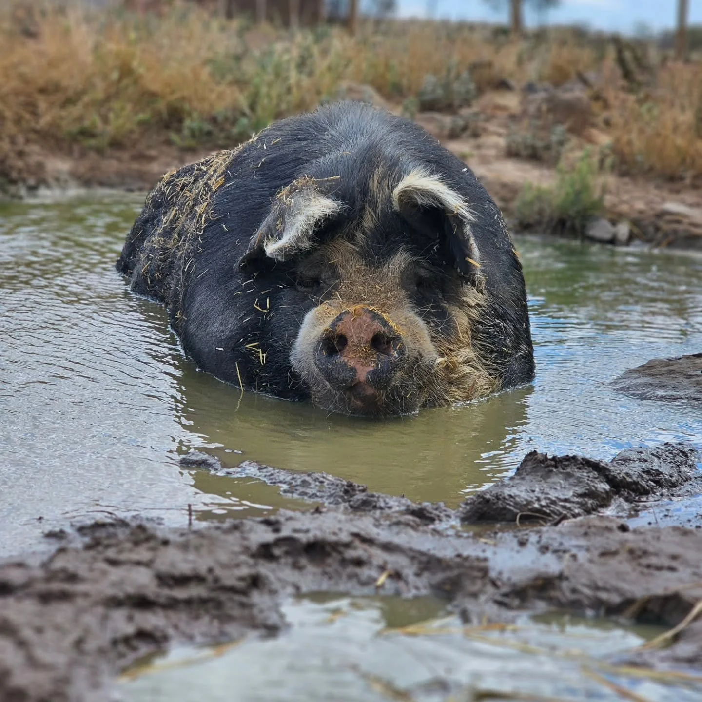Oh, Albert!

Like his big brother, Leonard, recently passed, Albert is the dictionary who describes the term gentle.

A big round cuddly bear, Albert lazes his day away right after emerging from his hut and filling his belly full.

Podgy and proud! A