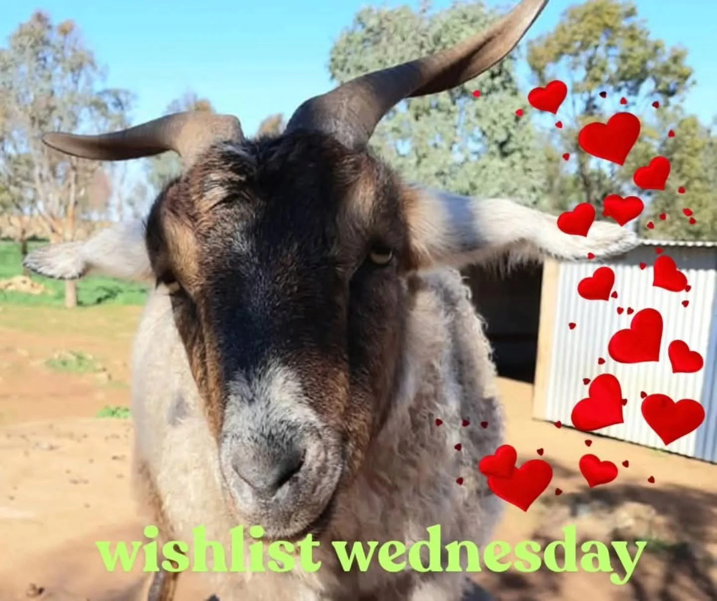 This Wishlist Wednesday we depart from the norm.

While there are many many things the sanctuary needs; ranging from help with hay to basic feed buckets and hay rings, we know just how lucky we are to have a family like you.

Today we want you to fee