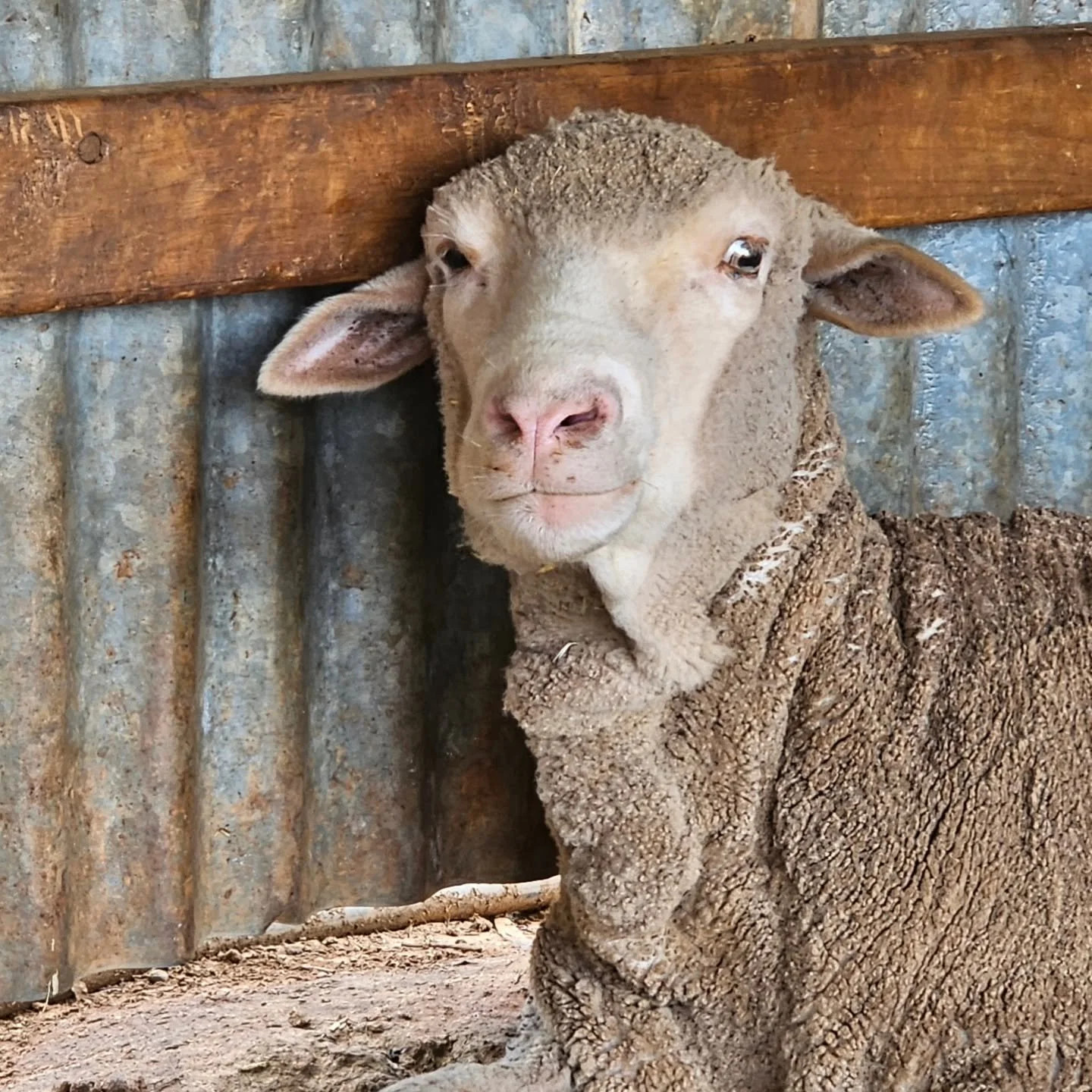 New beginnings.

Exactly the meaning of this boys name, it was certainly an important savior to a fresh start. 

Kiah is one of Karma's family of sheep rescued from an unscrupulous miscreant with no care for animals. Karma's story is well known. Resc