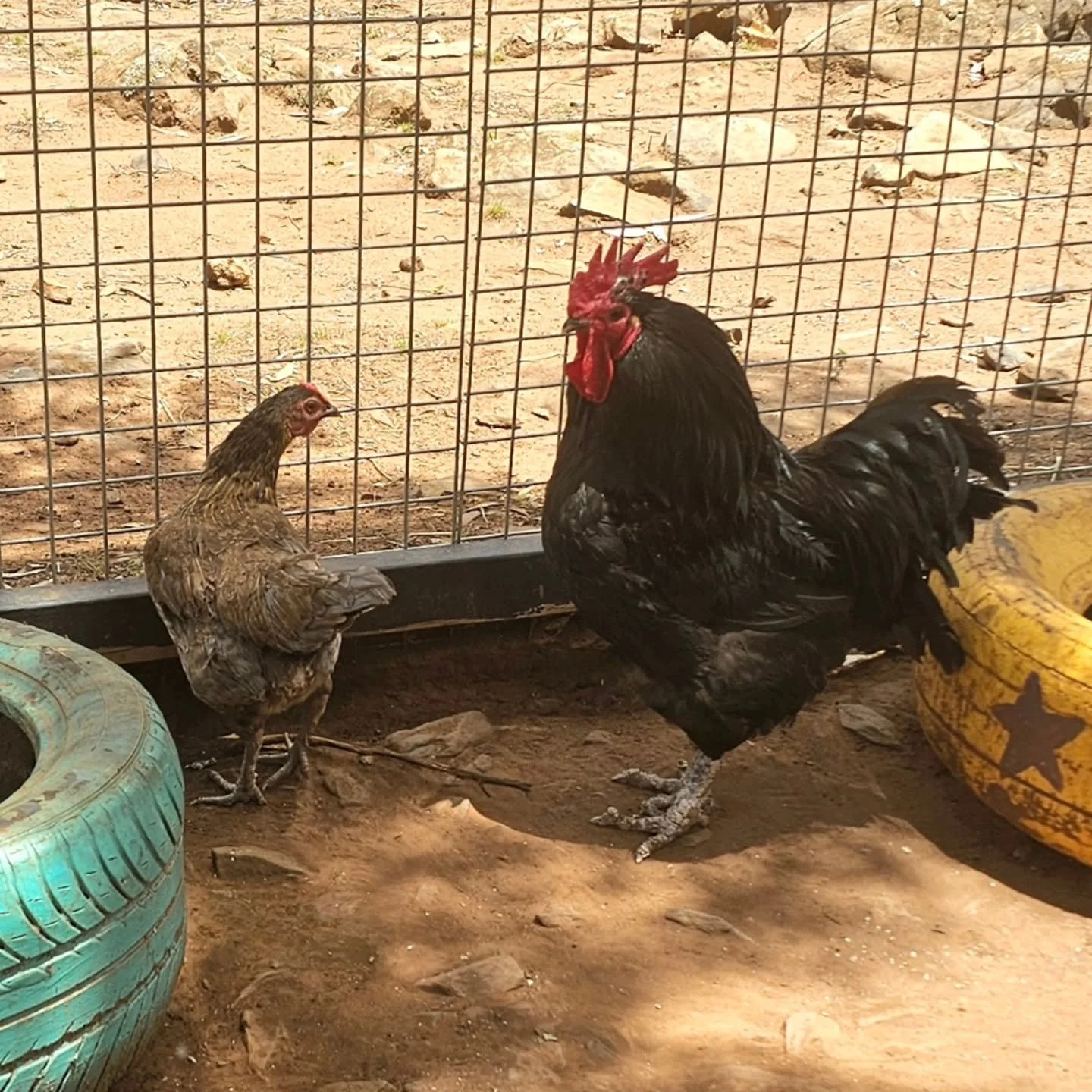 Oh, what a gentleman. 💚

Such care and kindness resonates from dear Edmund Blackadder. The big Australorp rooster with protective genes.

New girl, Lulu, is slowly making her way into the lives of her coop family. Along her path there are many perso