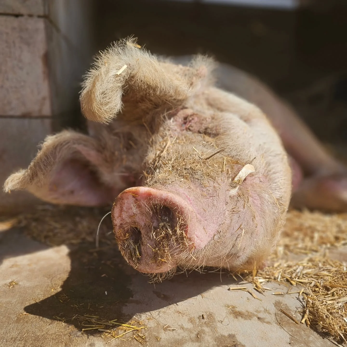 WARNING: GRAPHIC IMAGES.

A day can change in an instant within a sanctuary.

Birdwood head vet Andrew visited today for a few different jobs, but none more important, in the end, than to attend to Angus the pigs damaged foot.

What was suspected wou