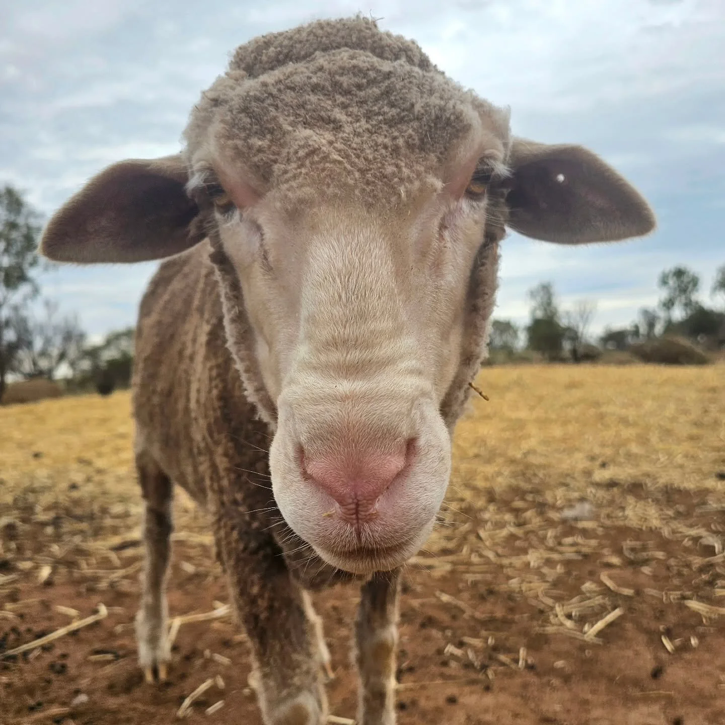 Tristan. 

The beauty eyed second brother of Karma. As is the case, Tristan came from the same degenerate who would willfully stand and watch Karma in pain and agony. 

Rescued separate from his darling brother, Tristan is the sheep that has brimmed 