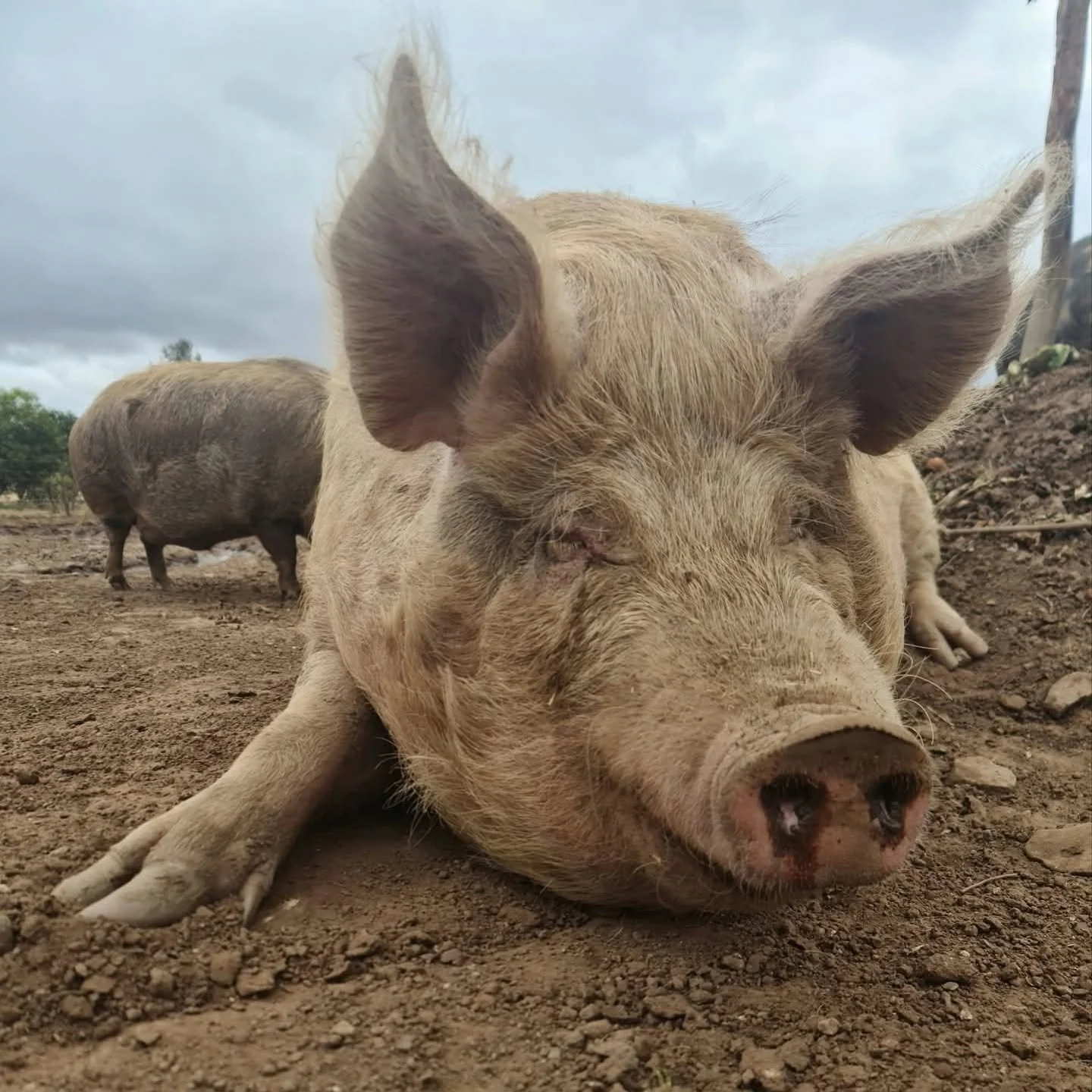 We are shocked, saddened and devastated to tell you that Angus, not two days from surgery, passed away this morning.

Whilst we are awaiting discussion with the vet, we speculate that Angus had a bad recovery reaction to anaesthetic, or severe stress