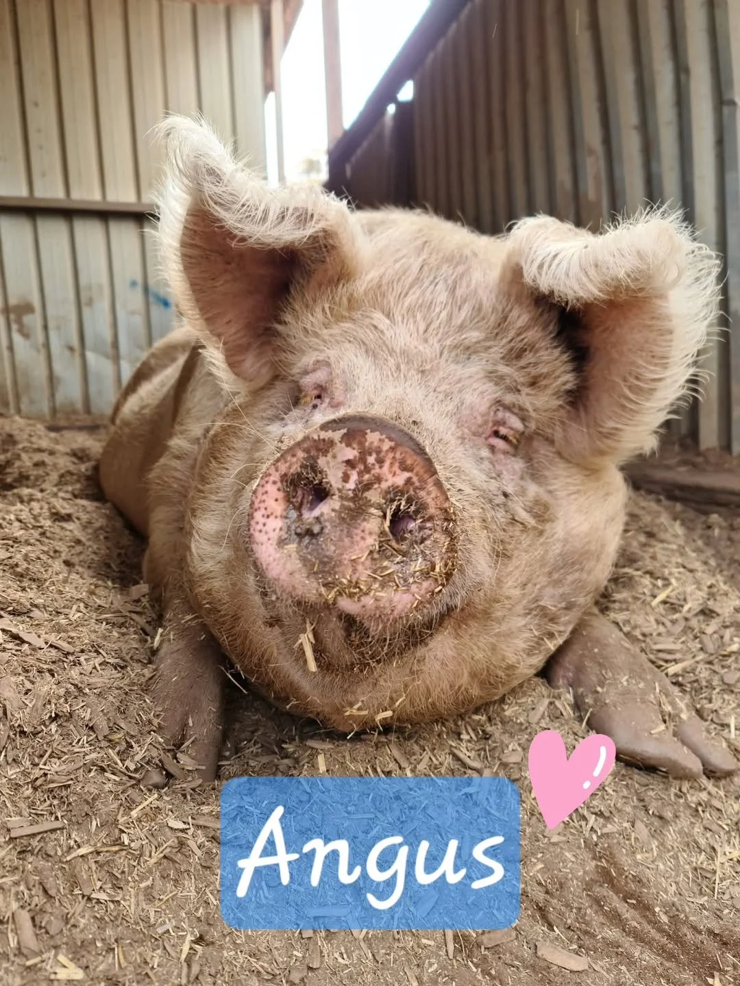 I only want to be with you.

Give a pig a thousand destinations, and they will wish to be right by your side. Because pigs are like that. They have no interest in flash and pizzazz. To them life is made of only love. 

They are incredibly affectionat