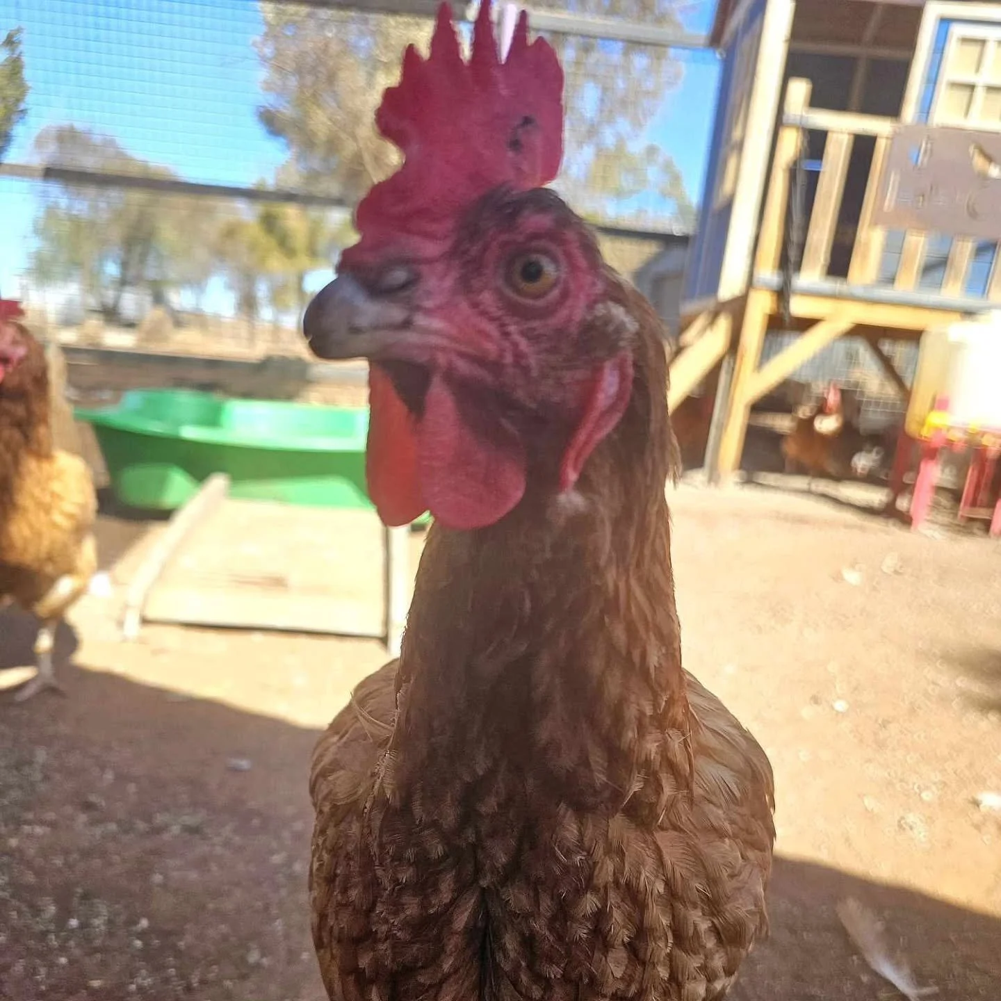 To be gracious and merciful is a personal symbol of beauty and kindness. In a sense, one can be a reflection of a gracious rose.

The bearer of the name Rosanna is often a nurturing being. Compassionate and gentle is the soul that rests beneath. Ofte