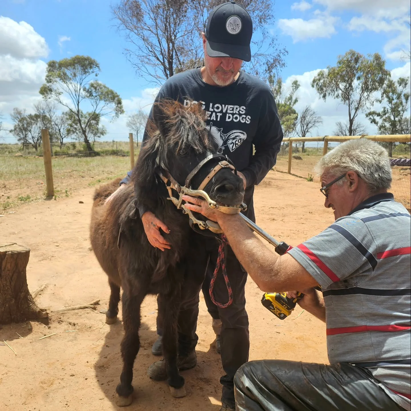 Pony teeth care day saw toothies filed and even one pulled!

By and large, these old equines are in good nick! 

Missy, Peanuts &amp; Silver underwent their regular health checks. One facet of this involves checking their teeth, keeping them in as go