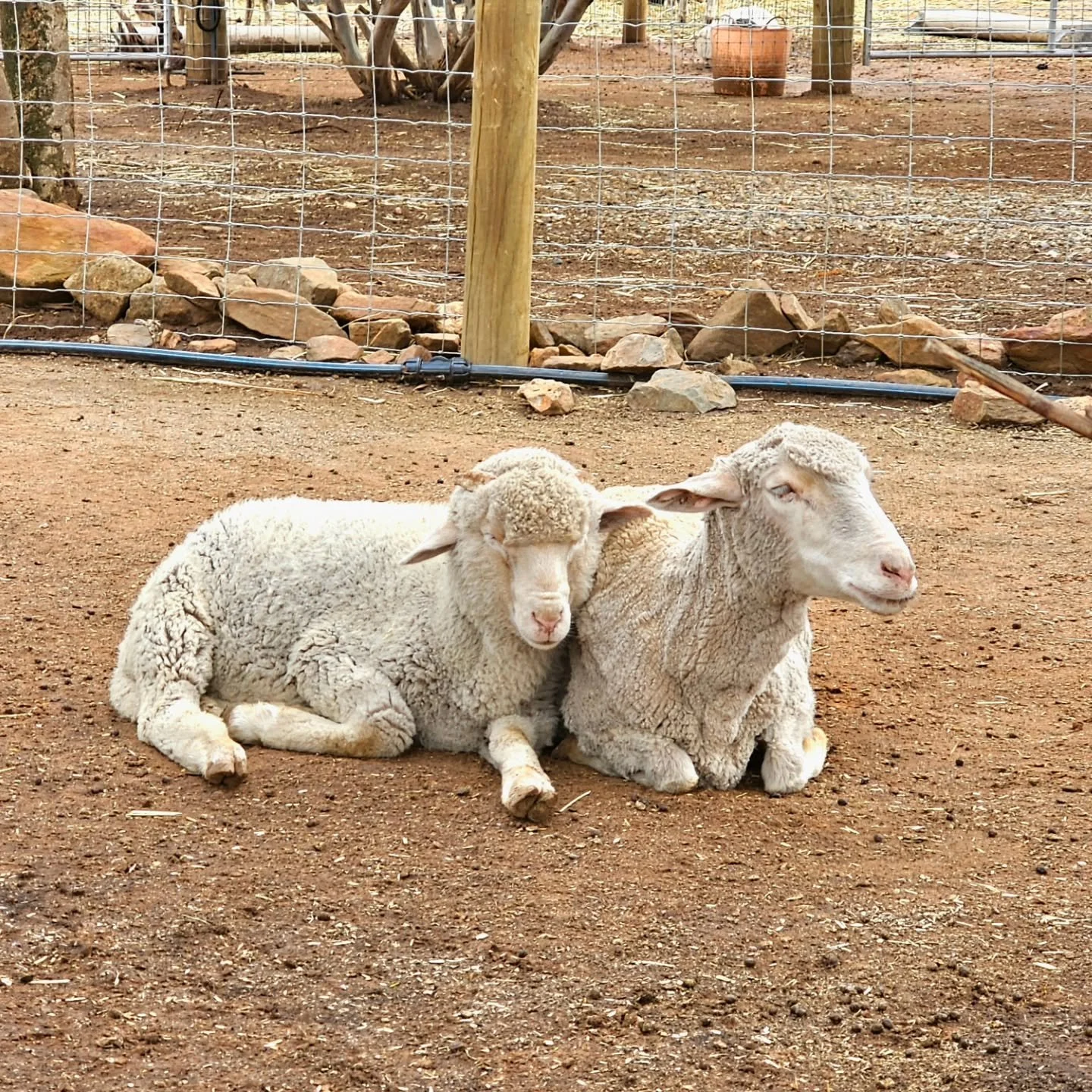 Always together. Together always. 💕

Helen &amp; Troy. Mother &amp; Son. Inseperable as a mum and her boy should be. Totally devoted to each other, both know the momentous path to their shared adoration. 

In the life of an industry sheep there is n