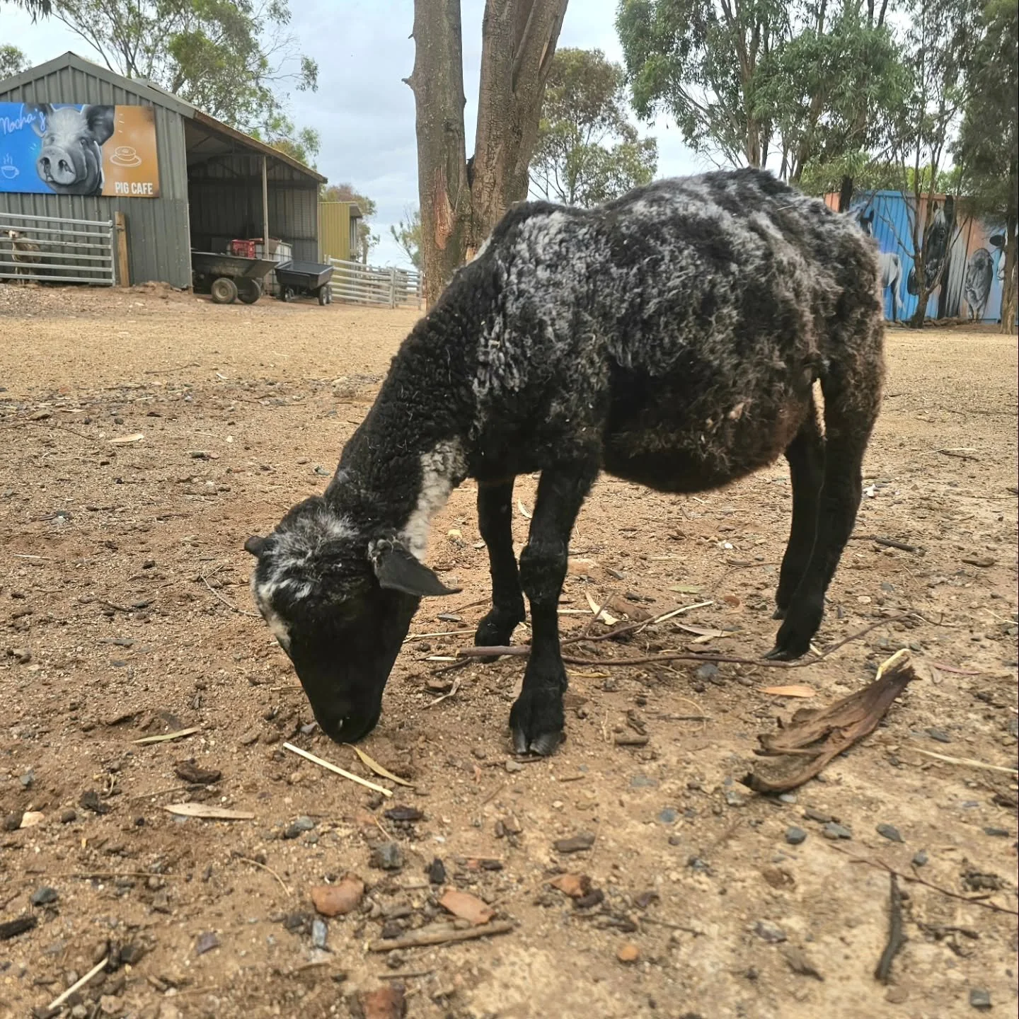 Searching for something completely different!

It may look little the dearest most beautiful Sweet Pea is scouring the earth in search of leaves and morsels to nibble. Both no! Let us assure you that, in reality, she is looking for the next Furever F