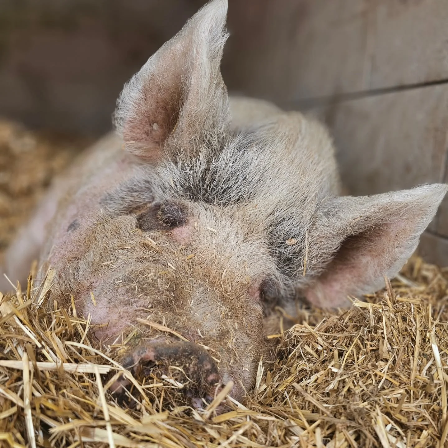 To say she loves snoozing is an understatement!

Who can blame the delectable Peggy Sue. At a cool 10 years of age we feel a girl is entitled to her rest. The sprightly times are a thing of the past, not even thought about, let alone of interest. 

P