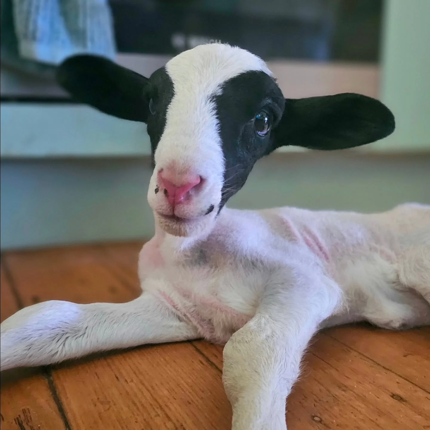 Aish - arrived today direct from the Greencross Vet Centre at Norwood. 

Found on the side of a road (awaiting full details), little Aish is no older than a week old, possibly younger. Luck would have him fall into the arms of a vegan vet nurse, who 