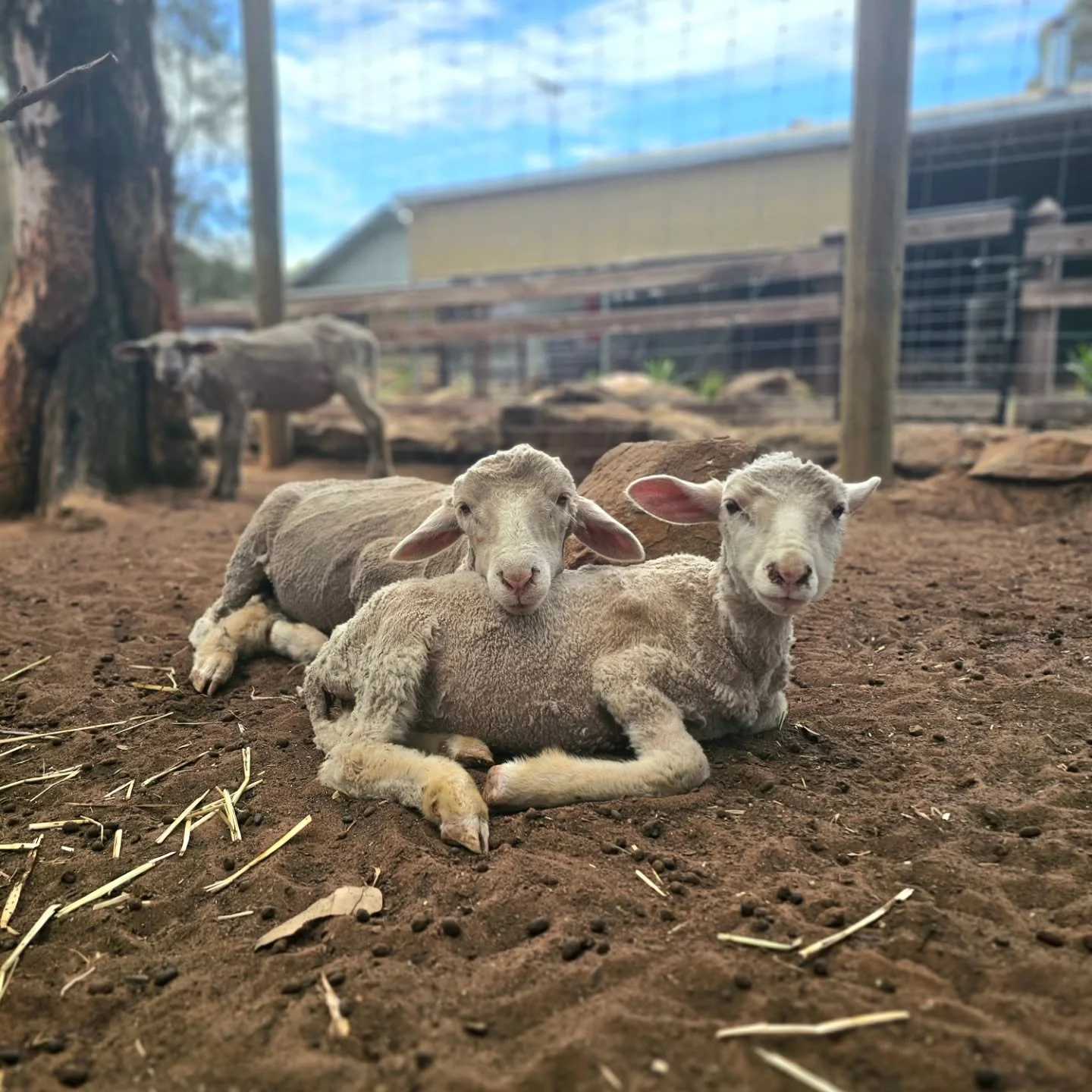 Without effort they produce postcard moments. 💕

Moira &amp; Morry, different age and from different mothers in different locations. In sanctuary they come together as one.

Pureness comes from the heart. Innocence comes from the soul. They need not