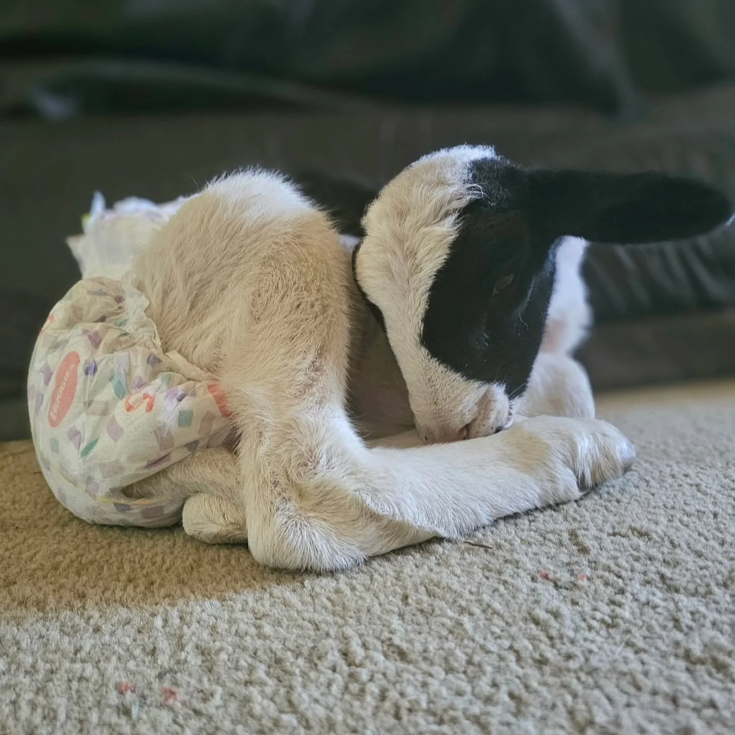 &quot;I got cuddles all day. Now, I'm exhausted. So, as I peek you out of my tired little eye, goodnight family.&quot; - Aish.

Goodnight indeed, sweet one. Such innocent joy in a tiny little package. Good things come in small parcels. They certainly