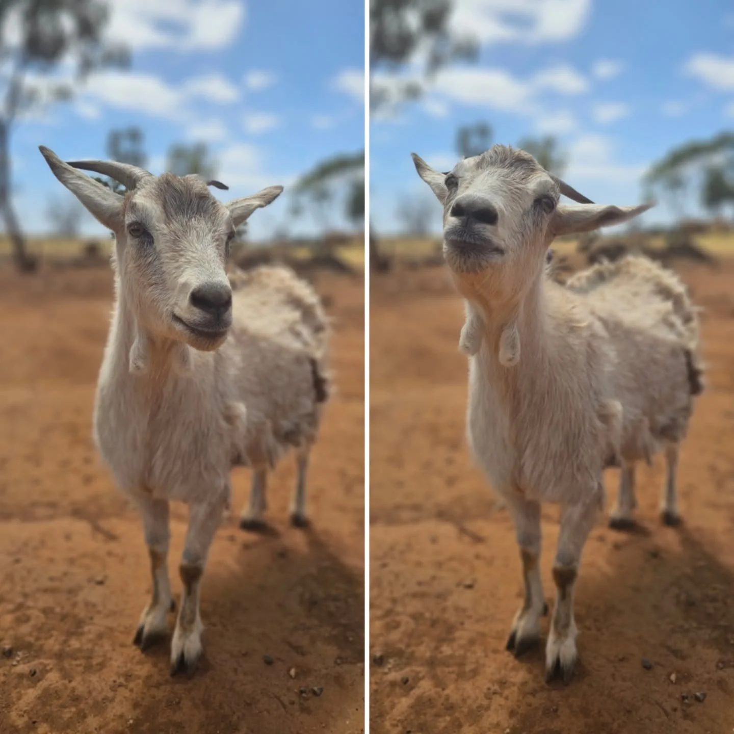 The sweet with the cheek!

Demure at her best....shameless in her mischief! Gertie is the best of both worlds. So seductively sublime in her quest for cuddles, and exceptionally brazen when cheekiness rears its head. 

Gertie has never allowed her gr