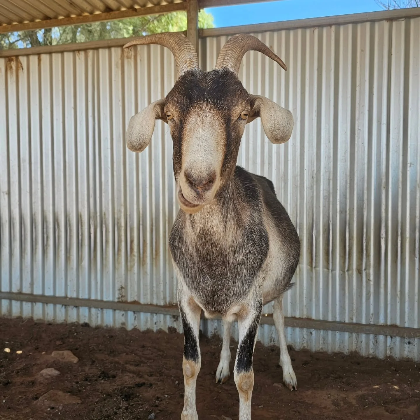 All the animals, like Nutmeg here, knew the place to be today. Whoa! What a stinker!! 🔥

Shelters, tree shade, under the spray of a hose....even wallows were pretty popular as the mercury soared to over 40C.

We all hope that our community family go